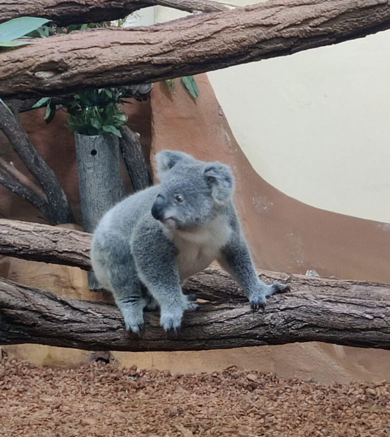 koalababy-zoo-schoenbrunn
